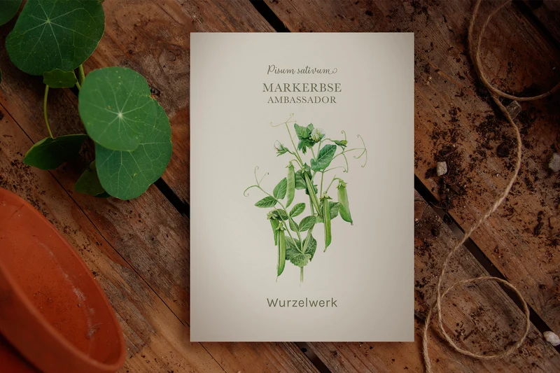 Markerbse ‘Ambassador‘