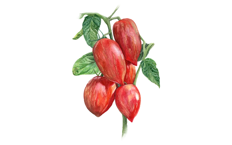Romatomate ‘Marmorossa’