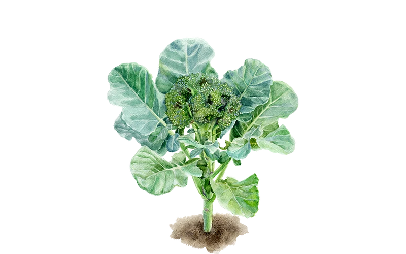 Brokkoli ‘Calinaro’, 5er Set Bio-Jungpflanzen
