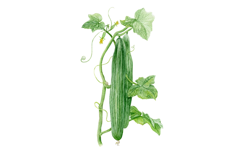 Salatgurke ‘Helena’, Bio-Jungpflanze