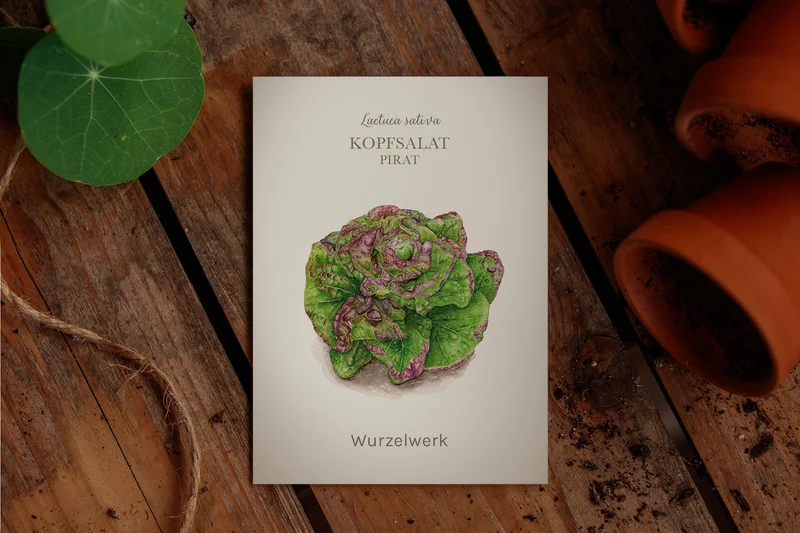 Kopfsalat ‘Pirat‘