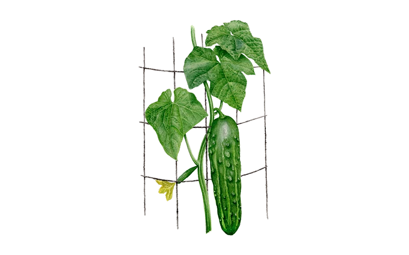 Freilandgurke ‘Marketmore‘