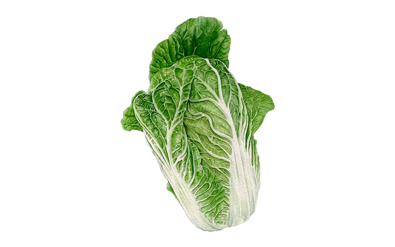 Chinakohl ‘Granat‘