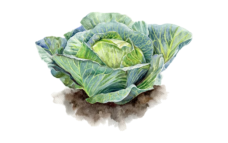 Weißkohl ‘Domarna’