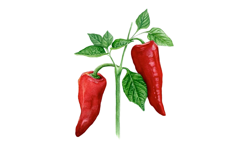 Spitzpaprika ‘Rote Augsburger’