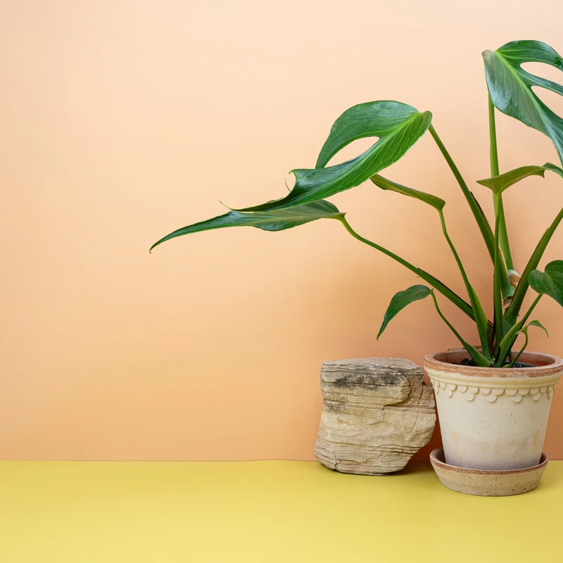 MONSTERA BURLE MARX FLAME