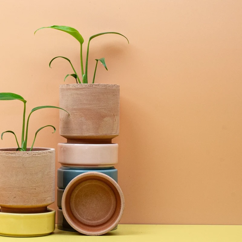 MONSTERA BURLE MARX FLAME