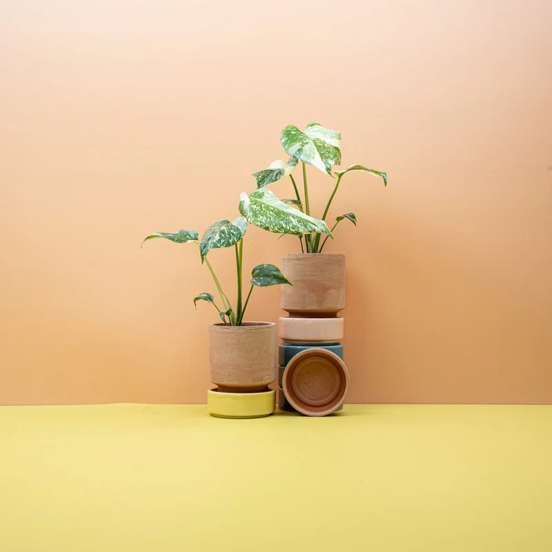 MONSTERA CREME BRULEE