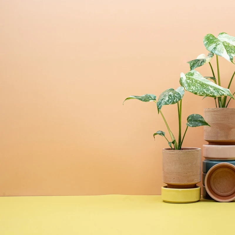 MONSTERA CREME BRULEE