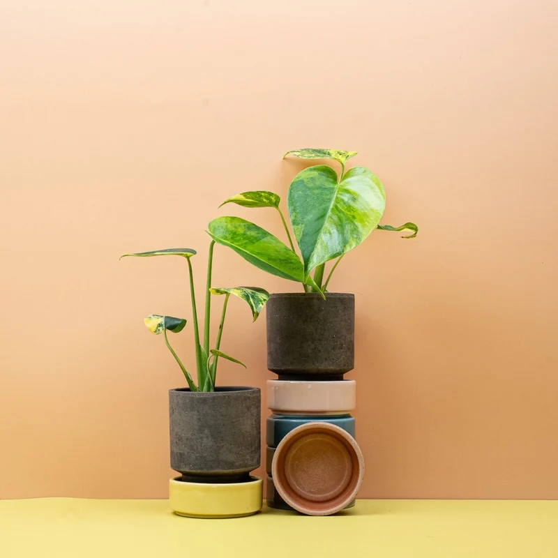 MONSTERA DELICIOSA VARIEGATA AUREA