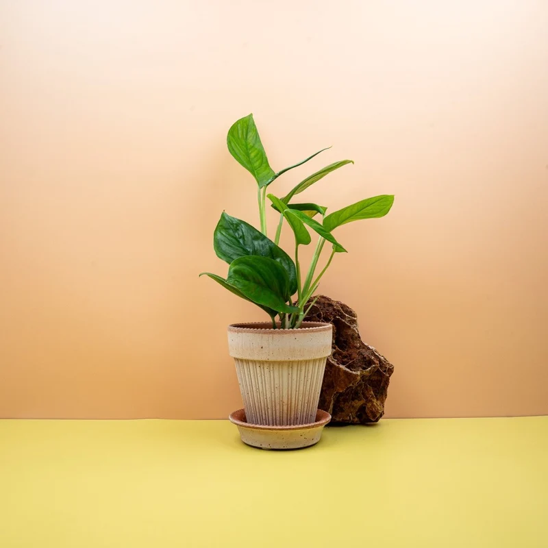 MONSTERA OBLIQUA CANELLOS