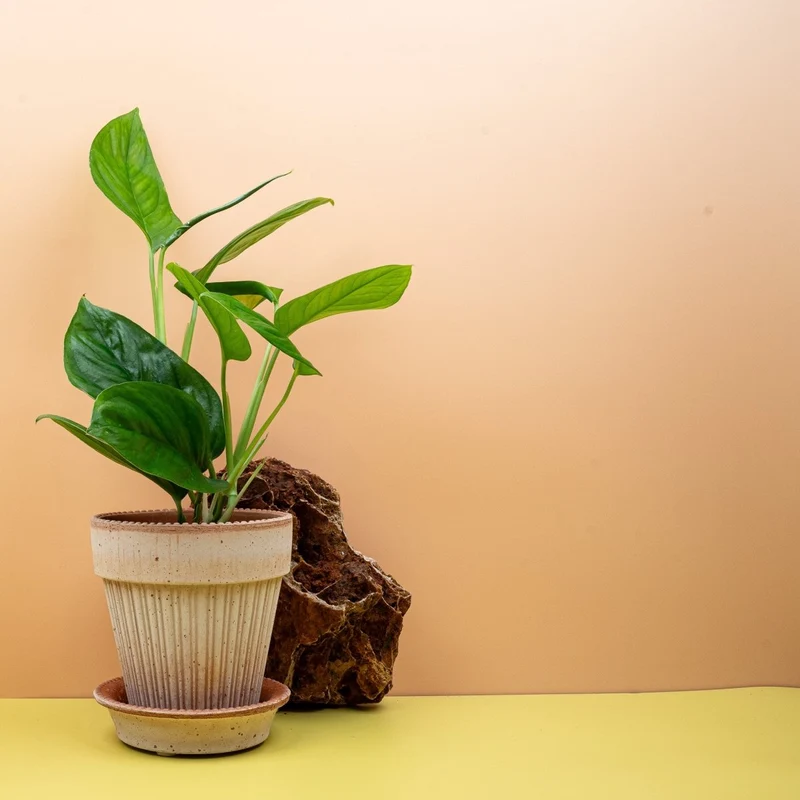 MONSTERA OBLIQUA CANELLOS
