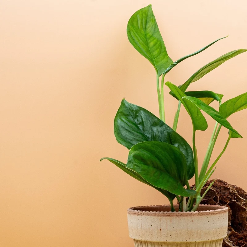 MONSTERA OBLIQUA CANELLOS