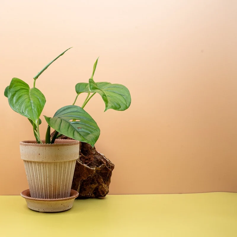 MONSTERA XANTHOSPATHA