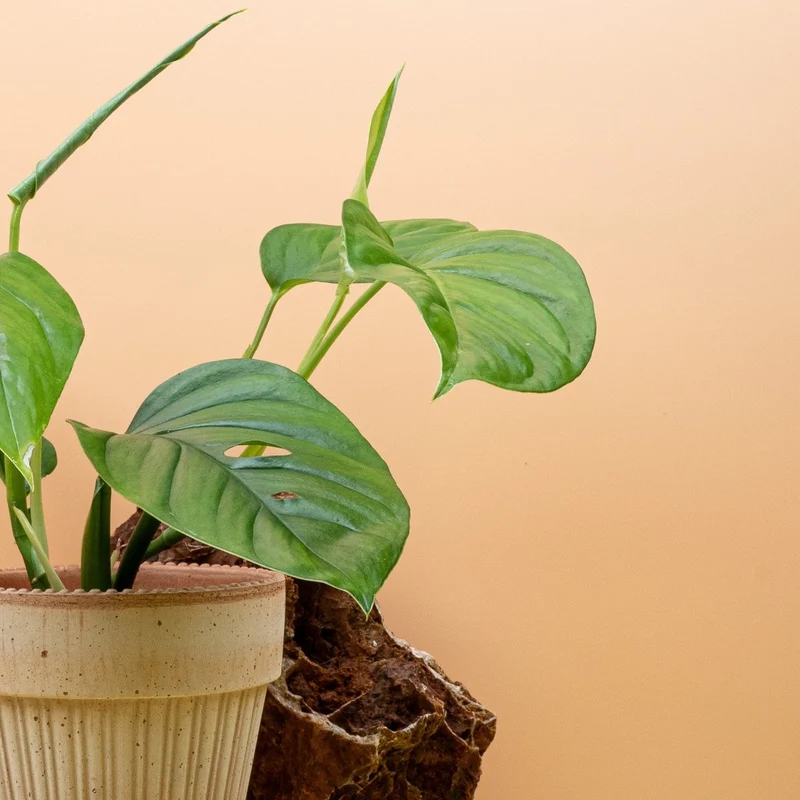 MONSTERA XANTHOSPATHA