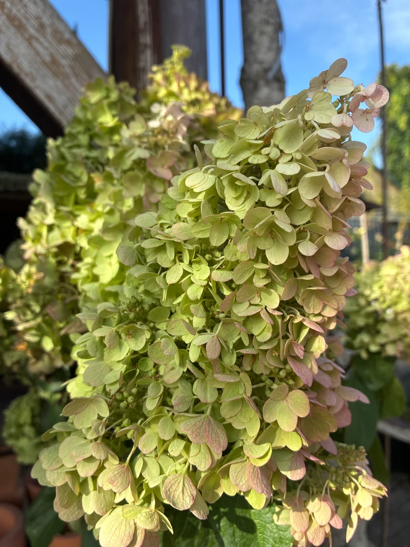Rispenhortensie / Hydrangea paniculata 'Pinky Promise'