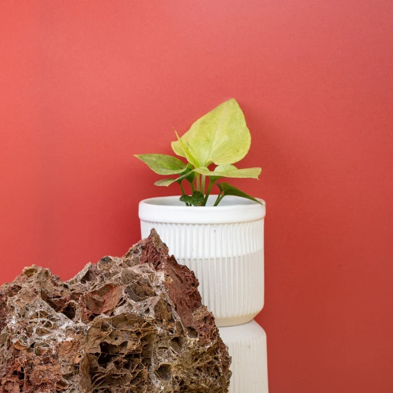 ANTHURIUM BONPLANDII VARIEGATA