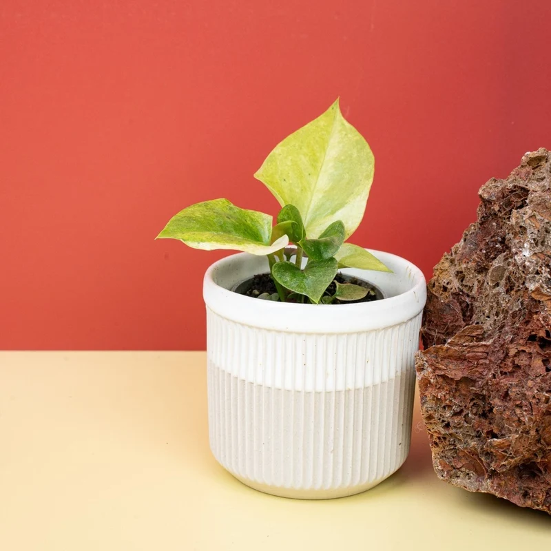 ANTHURIUM BONPLANDII VARIEGATA