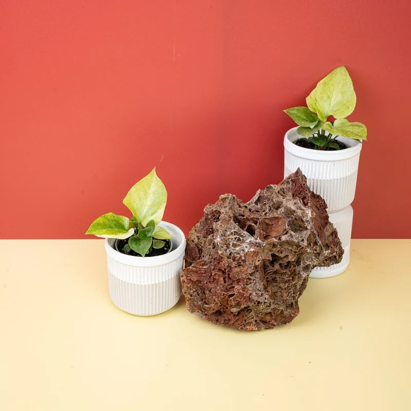 ANTHURIUM BONPLANDII VARIEGATA