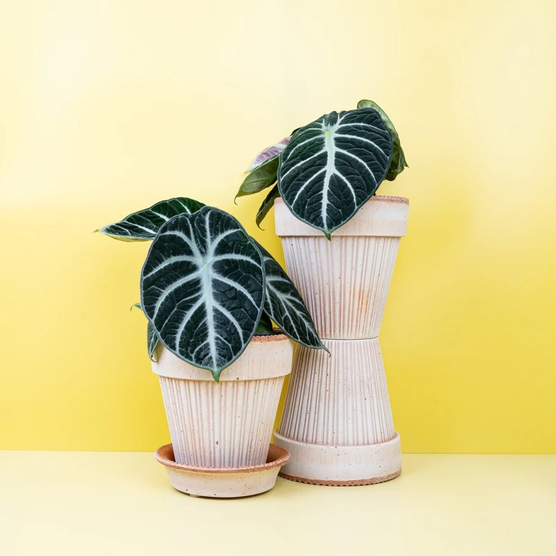 ALOCASIA NINJA