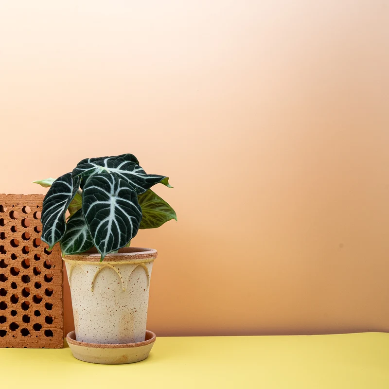ALOCASIA NINJA