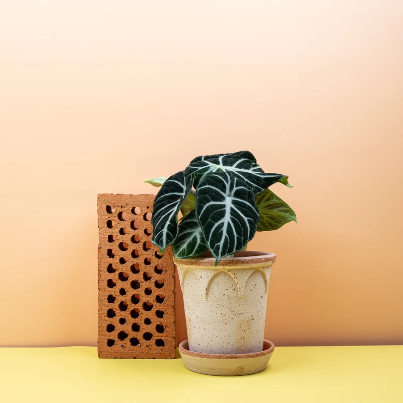 ALOCASIA NINJA