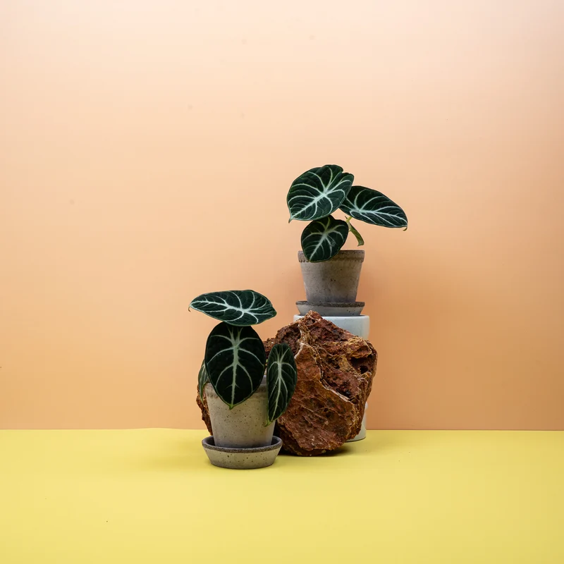 ALOCASIA NINJA