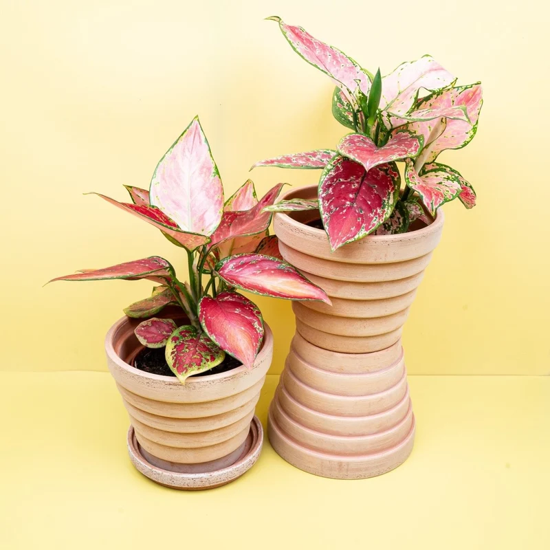 AGLAONEMA PINK