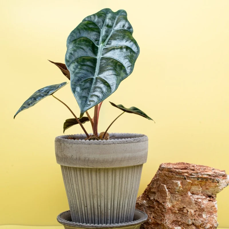 ALOCASIA CHANTRIERI