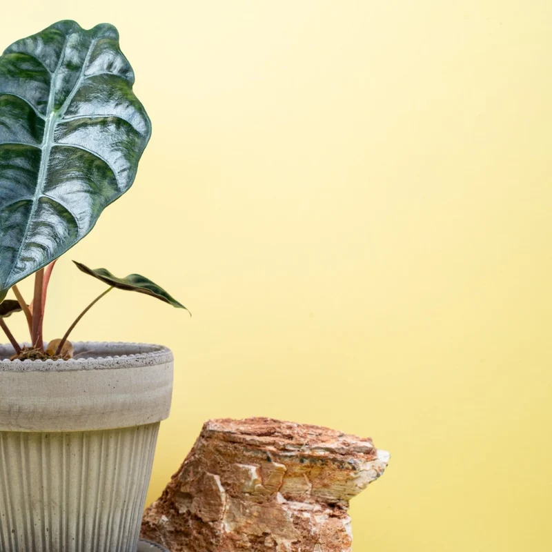 ALOCASIA CHANTRIERI