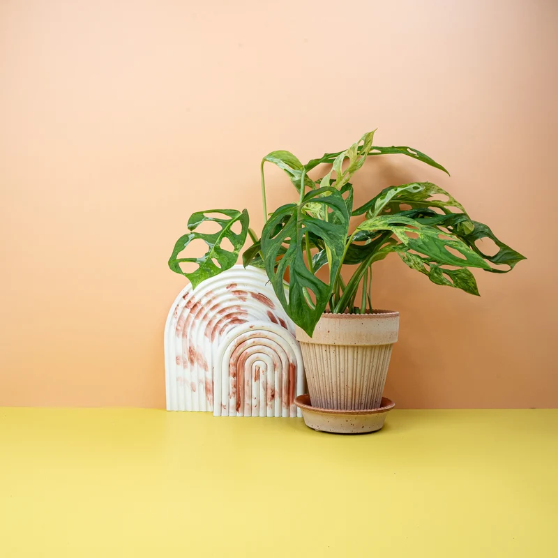 MONSTERA INDONESIAN MARBLE