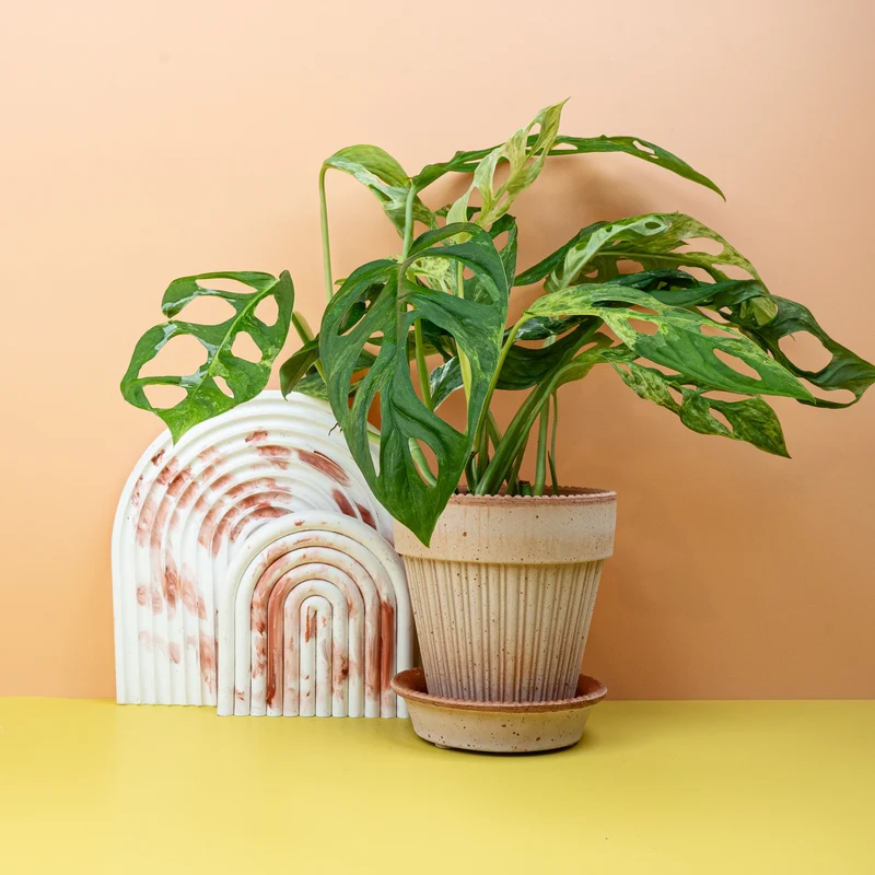 MONSTERA INDONESIAN MARBLE