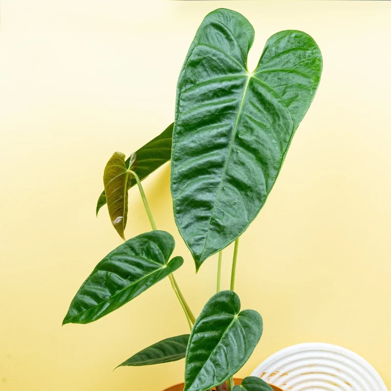 ANTHURIUM RECAVUM