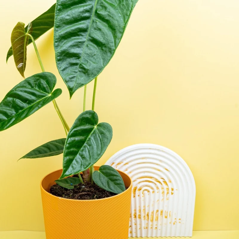 ANTHURIUM RECAVUM