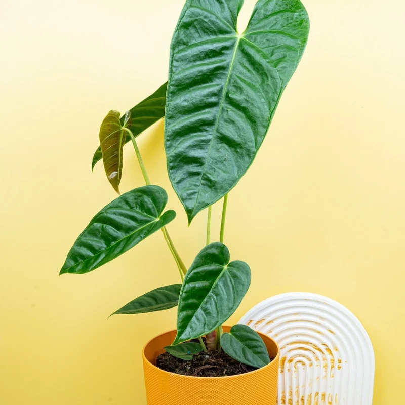 ANTHURIUM RECAVUM