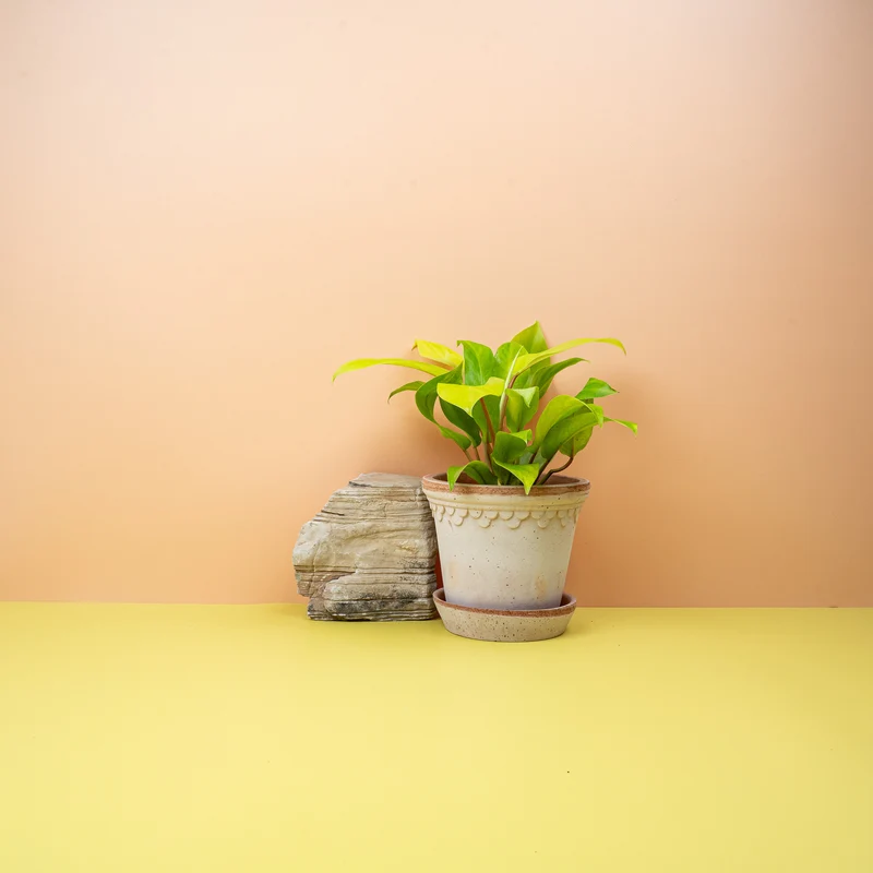 PHILODENDRON MALAY GOLD