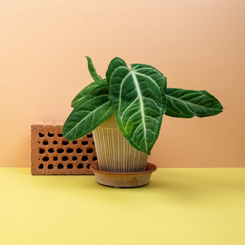 ANTHURIUM VILLENAORUM