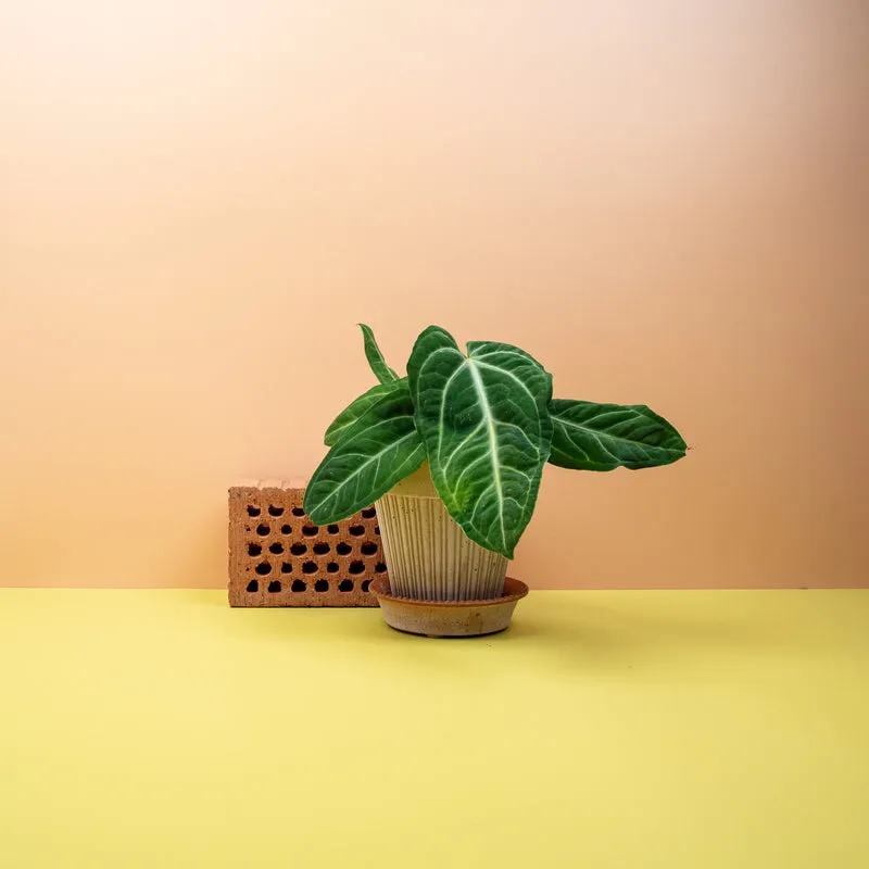 ANTHURIUM VILLENAORUM