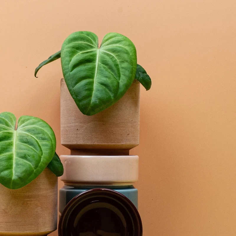 ANTHURIUM VILLENAORUM