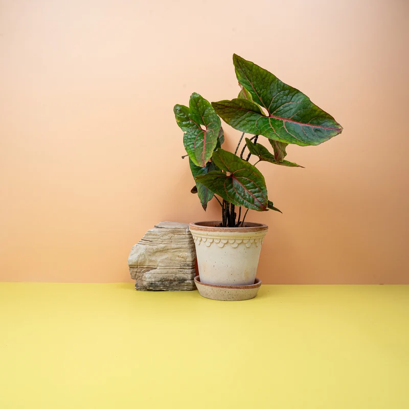 ALOCASIA BLACK JACK