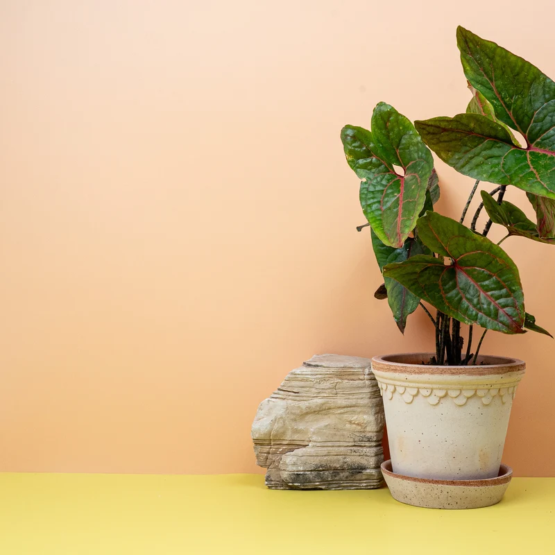 ALOCASIA BLACK JACK