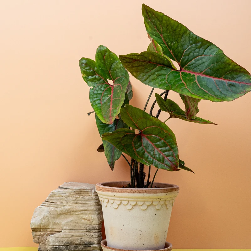 ALOCASIA BLACK JACK