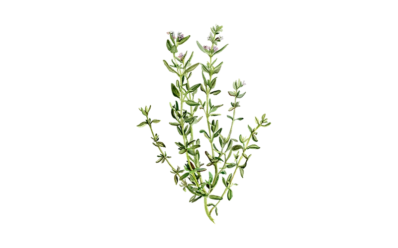 Thymian ‘Deutscher Winter’