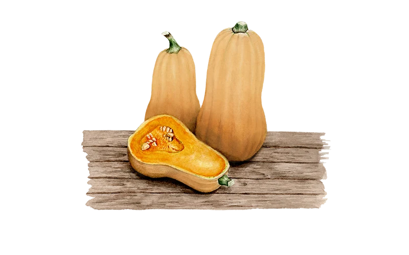 Kürbis ‘Butternut Waltham‘