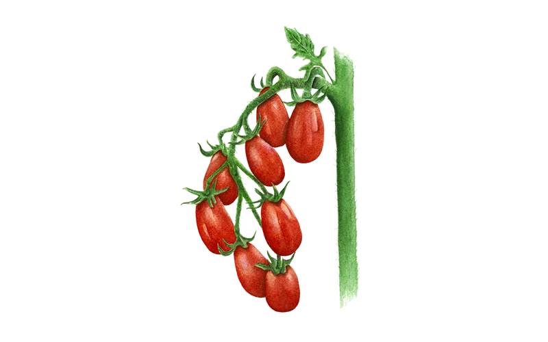 Cocktailtomate ‘Celsior’