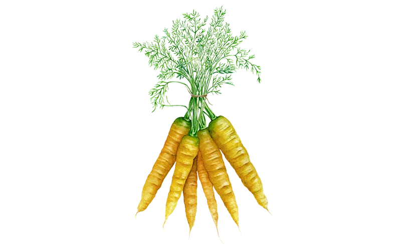 Möhre ‘Jaune du Doubs‘