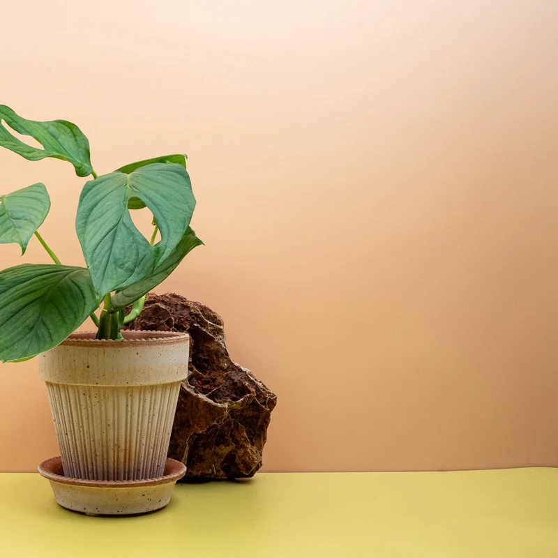 MONSTERA SP LOLI