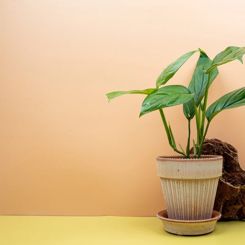 MONSTERA OBLIQUA AMAZONAS