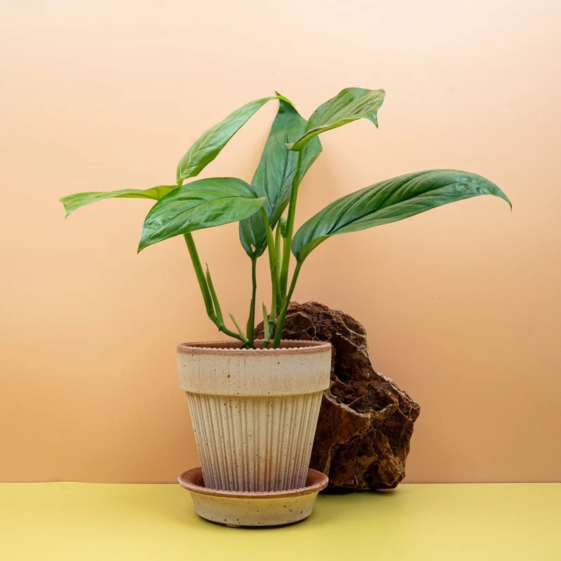 MONSTERA OBLIQUA AMAZONAS