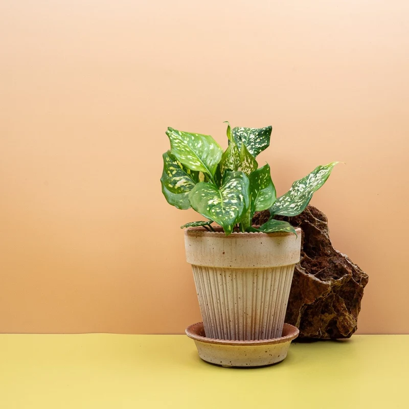 AGLAONEMA DIAMOND WHITE